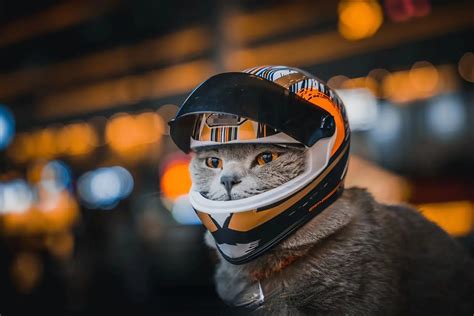 Cat Biker Helmet